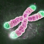 telomeres 1