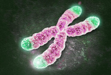telomeres 1