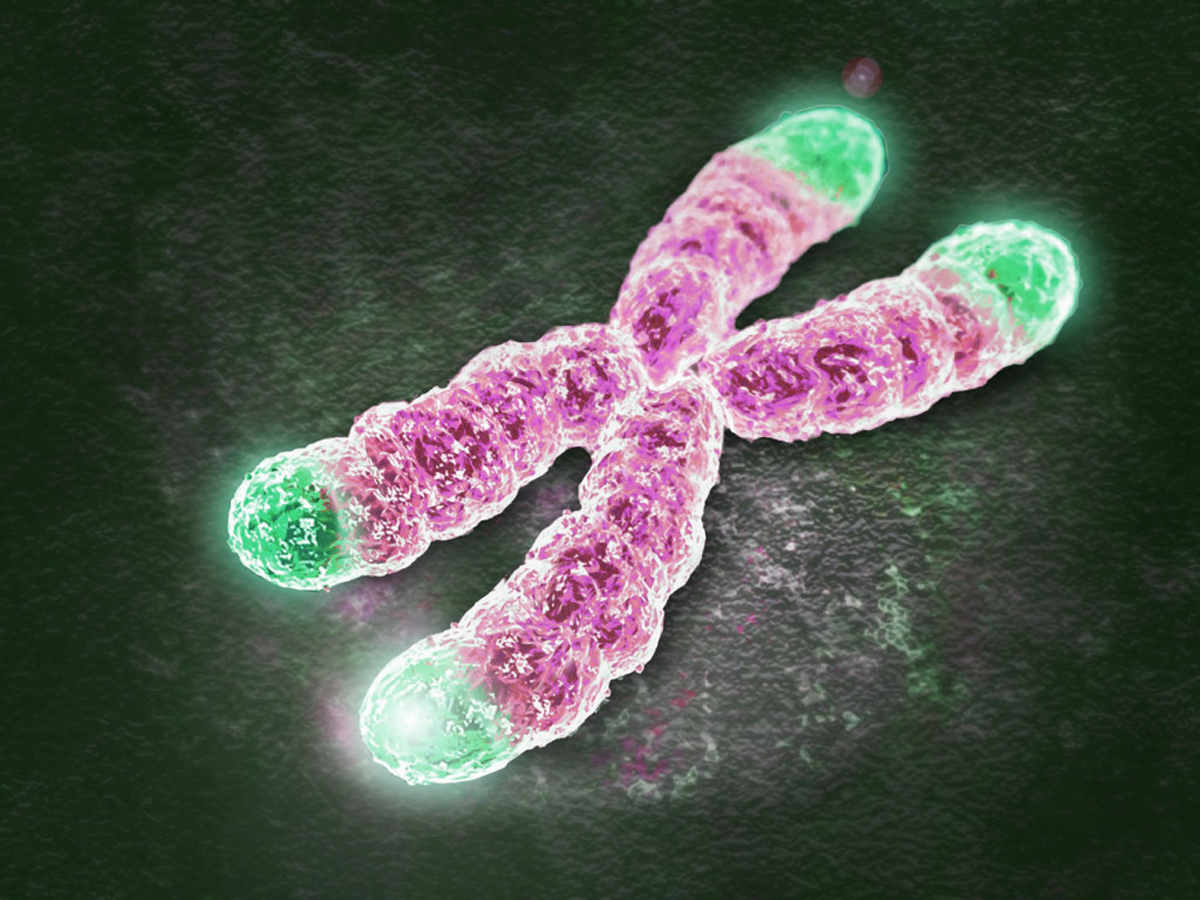 telomeres 1