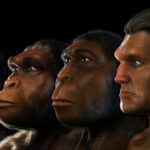 did australopithecus live 7bff0d2cd3465e82 1