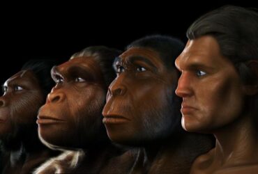 did australopithecus live 7bff0d2cd3465e82 1