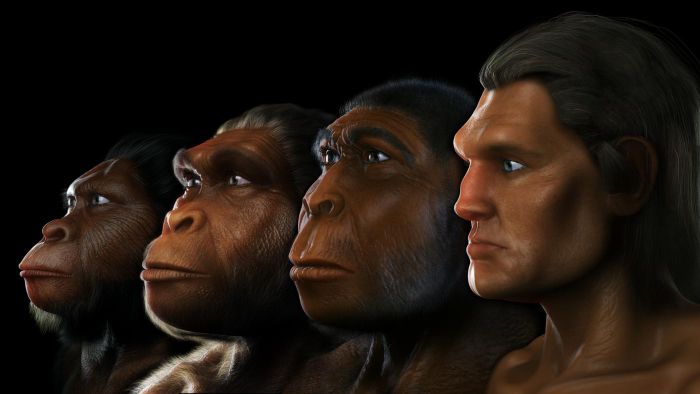 did australopithecus live 7bff0d2cd3465e82 1