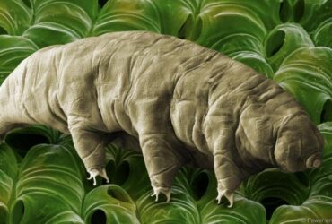 tardigrada 1