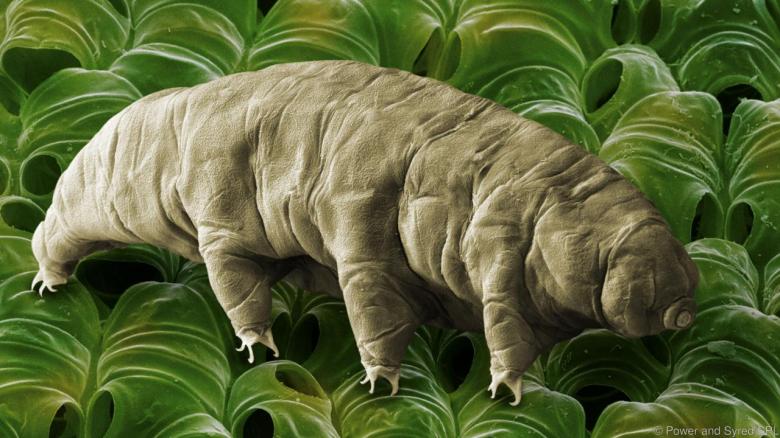 tardigrada 1