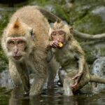Long tailed Macaque female and young 2 1