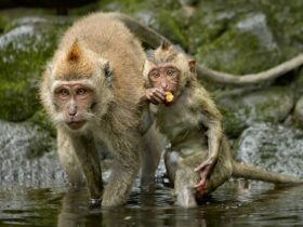 Long tailed Macaque female and young 2 1