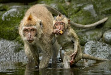 Long tailed Macaque female and young 2 1