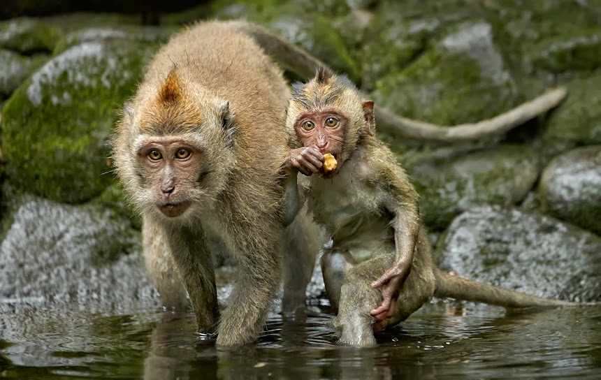 Long tailed Macaque female and young 2 1