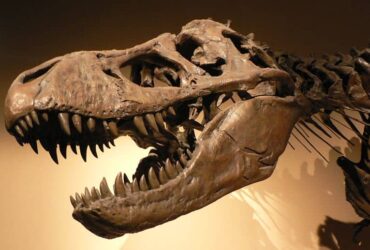 Dinozor Fosili
