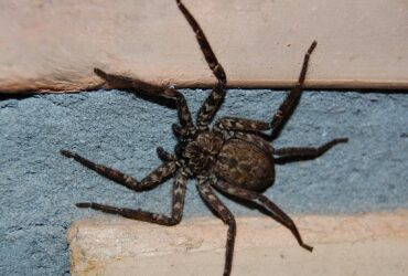 Örümcek Selenopidae