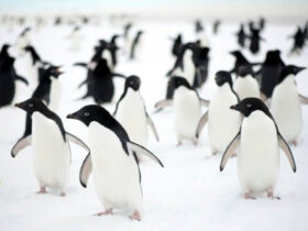 Adelie Penguen 1 1