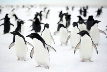 Adelie Penguen 1 1