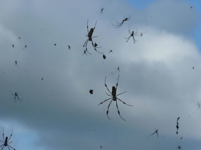 Charles Darwin örümcekler