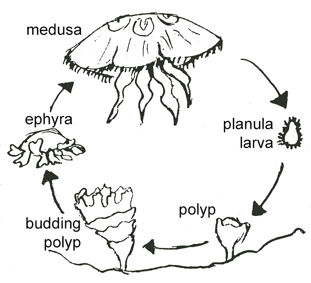 Ölümsüz denizanası Turritopsis doohmii 