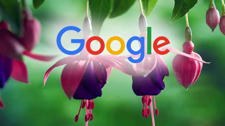 Google Fucshia