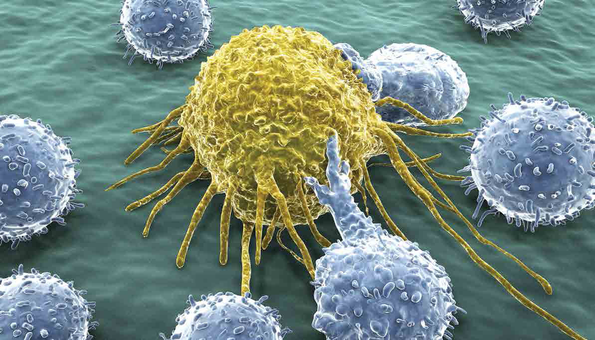 kanser hücresi LIF6