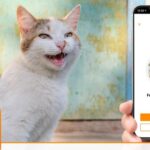 Kedi Tercümanı Bir Mobil Uygulama: MeowTalk